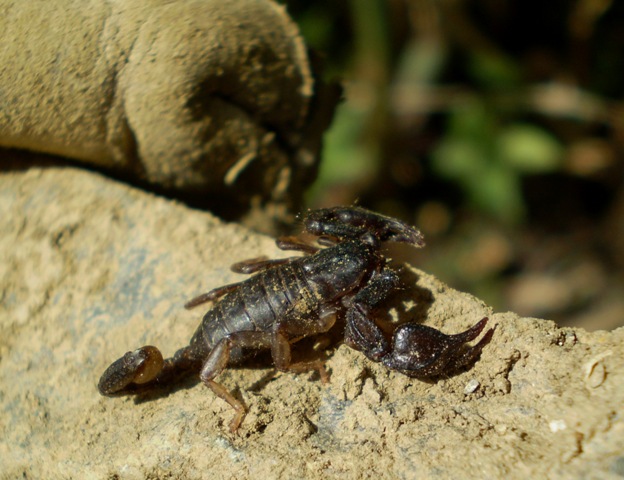 Euscorpius sp.